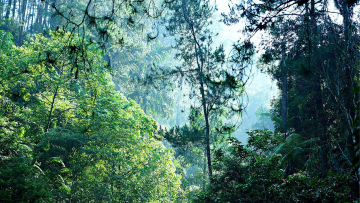 Ein Kontinent voller Bäume? CO2-Ausgleich hat Grenzen