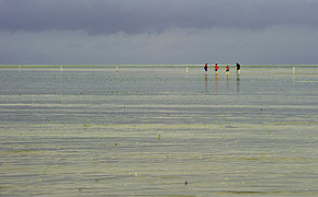 Im Wattenmeer: RWE Dea will an der deutschen Nordseeküste Öl suchen An vier Punkten soll gebohrt werden: dreimal im schleswig-holsteinischen Wattenmeer vor Büsüm, einmal vor Niedersachsen bei Cuxhaven.