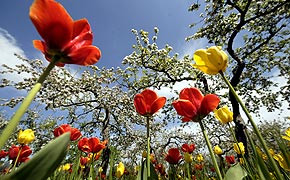 Winter ade: Frühlingsgrüße aus der Redaktion Tulpen