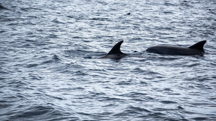 Gebiet Krasnodar: Ölkatastrophe im Schwarzen Meer löst Delfinsterben aus