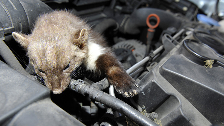 Marder im Motorraum